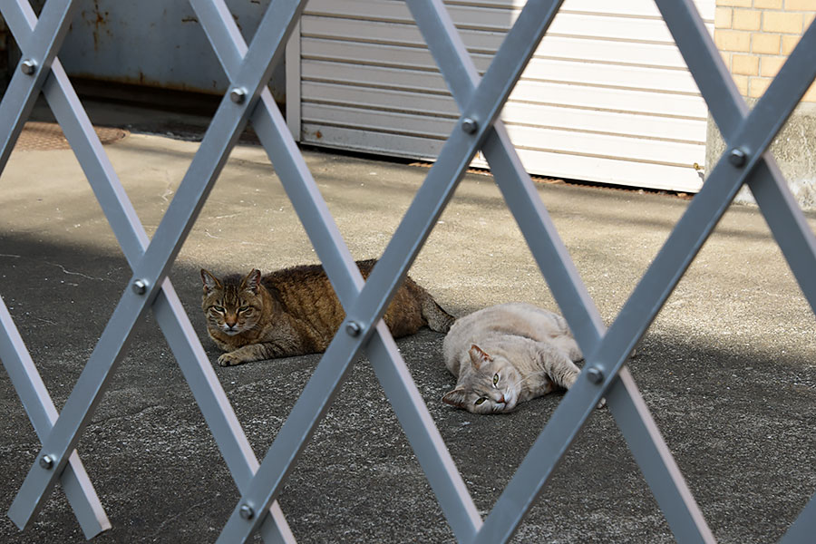 街のねこたち