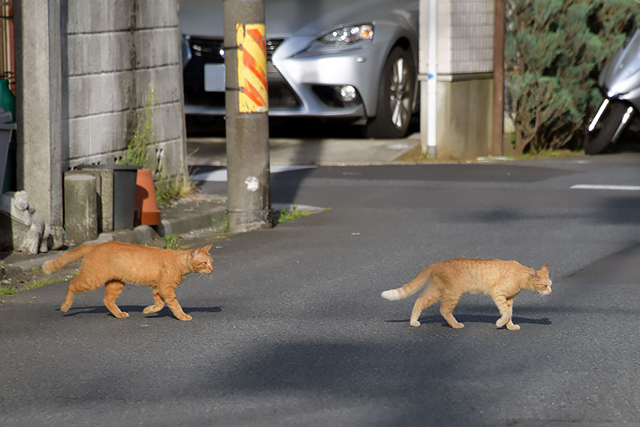 街のねこたち