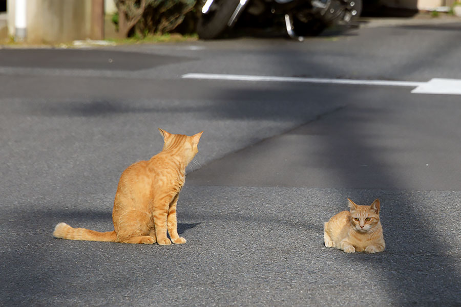 街のねこたち