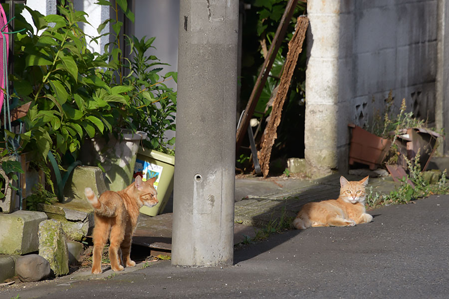 街のねこたち