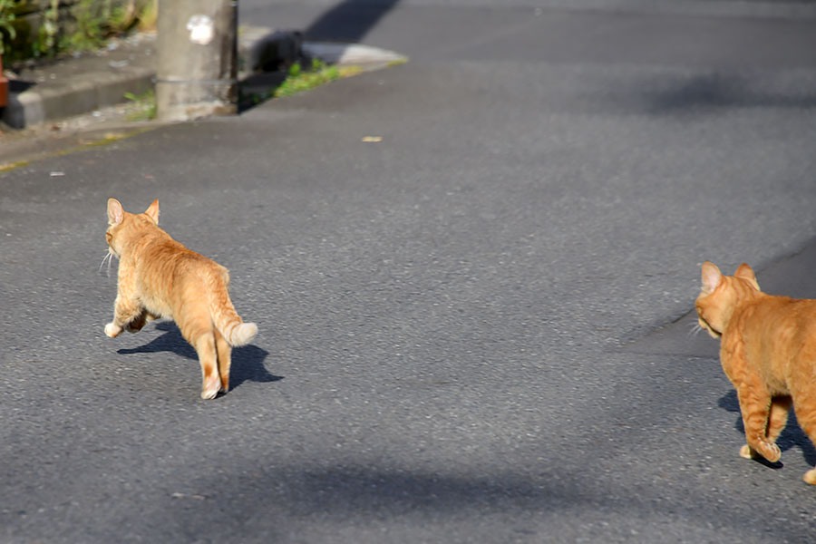 街のねこたち