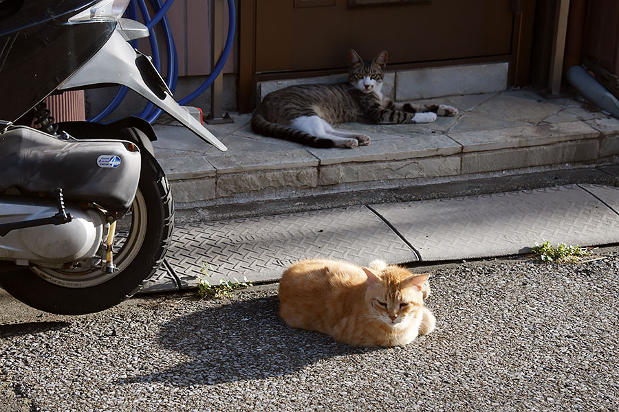 街のねこたち