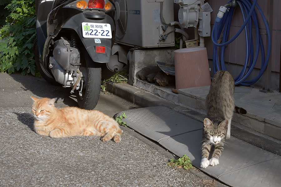 街のねこたち