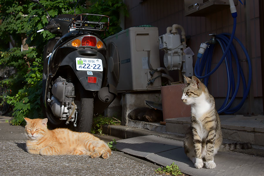 街のねこたち