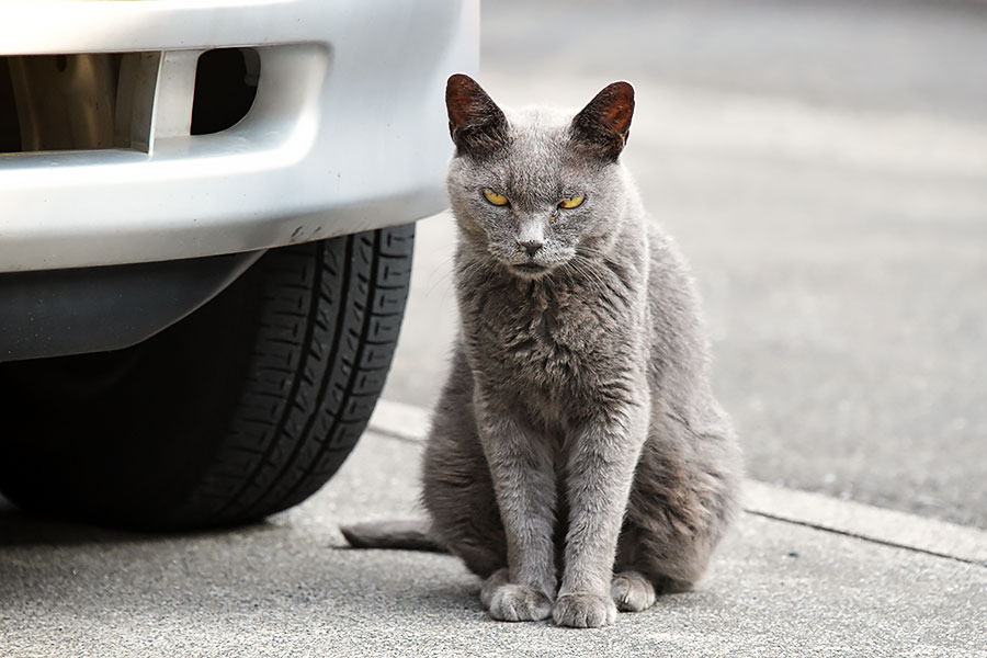 街のねこたち