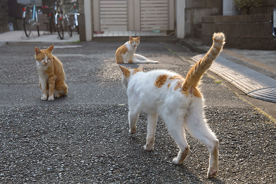 街のねこたち