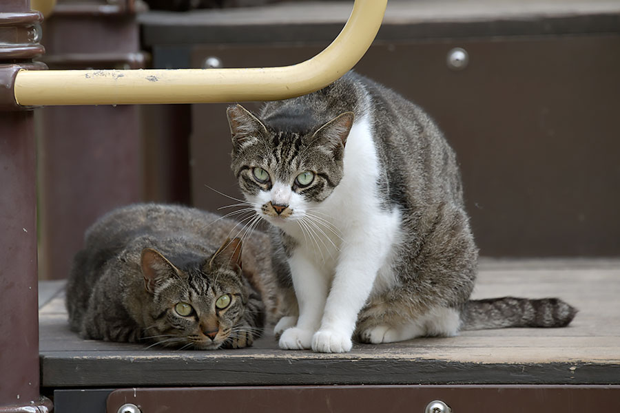 街のねこたち