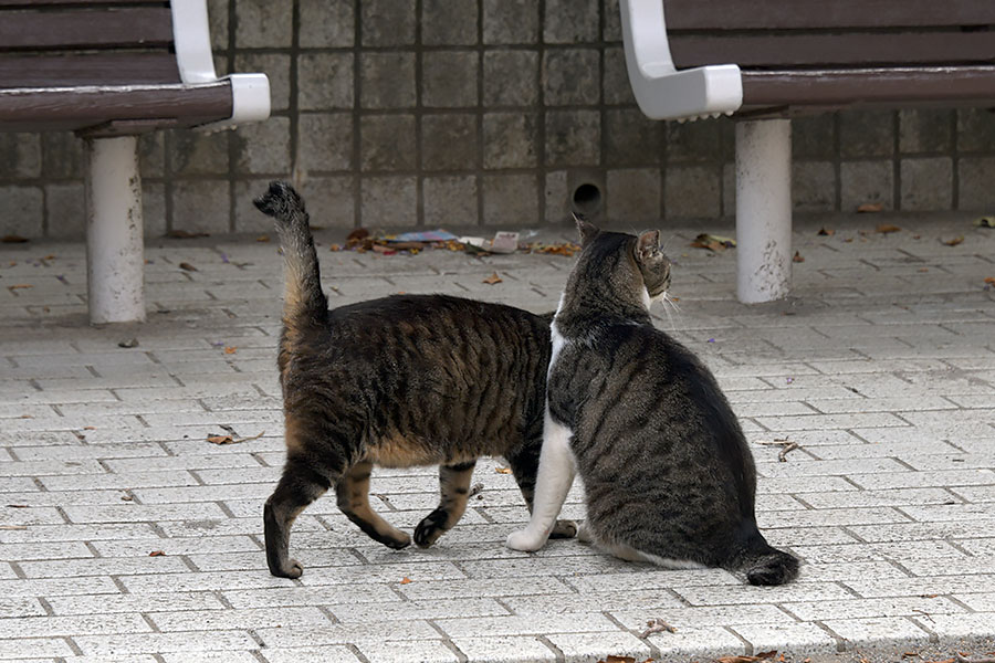 街のねこたち