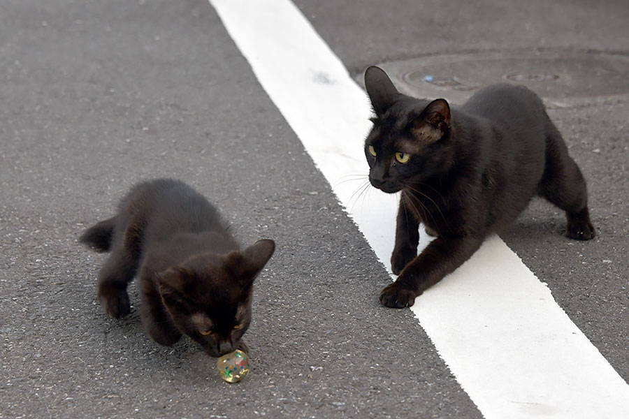 街のねこたち