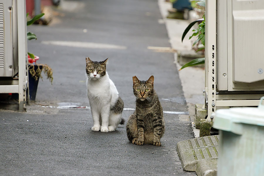 街のねこたち