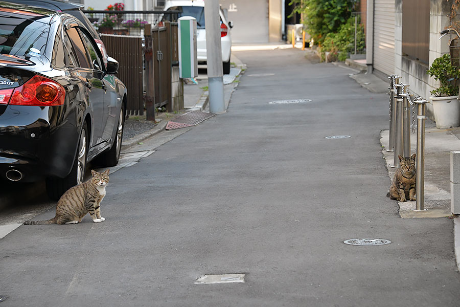 街のねこたち