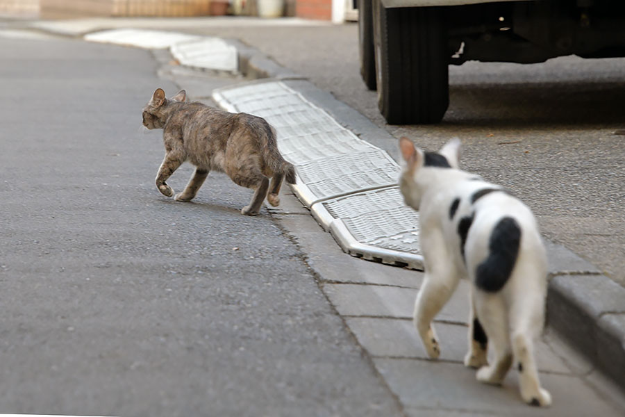 街のねこたち