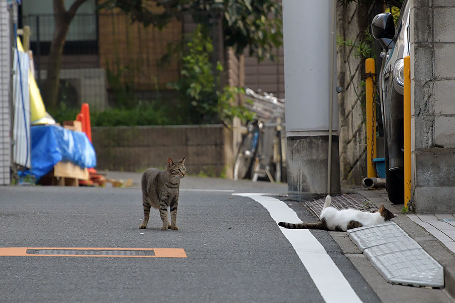 街のねこたち