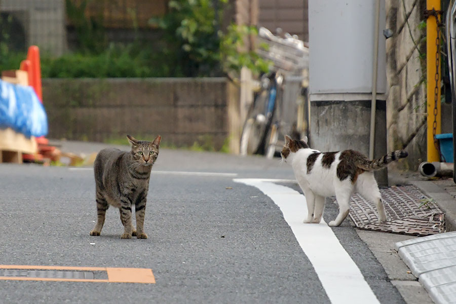 街のねこたち