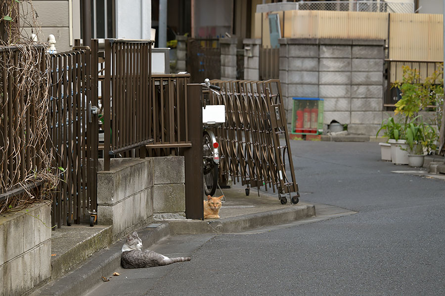 街のねこたち