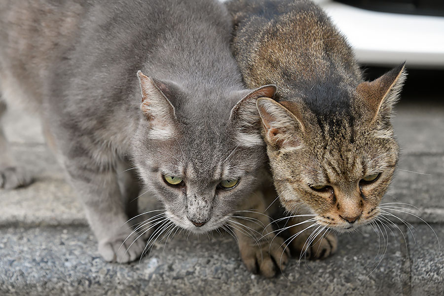 街のねこたち