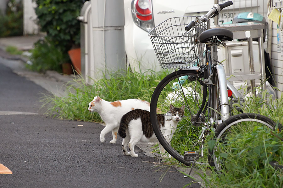 街のねこたち