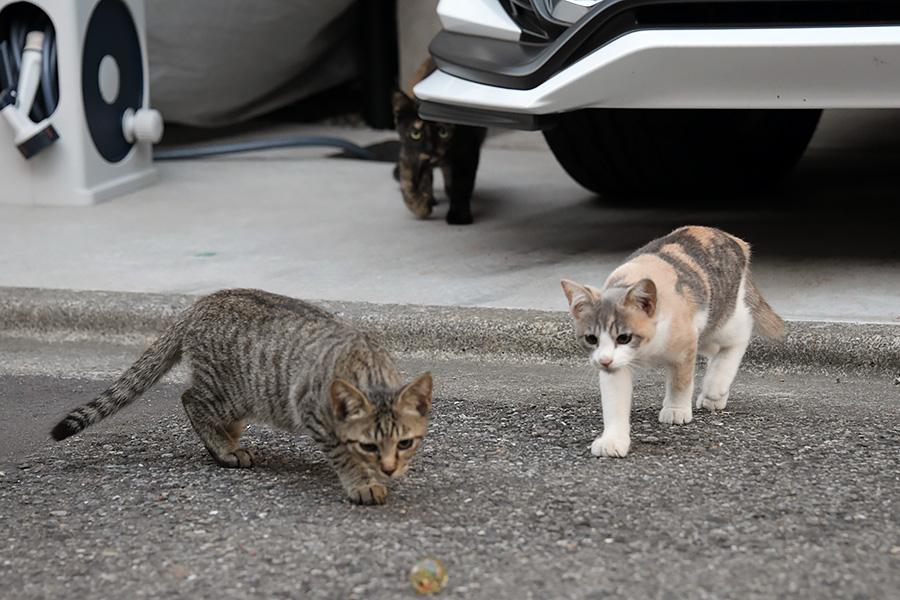 街のねこたち