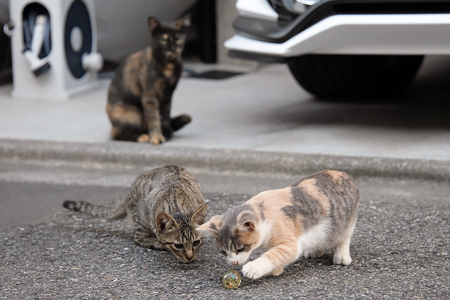 街のねこたち