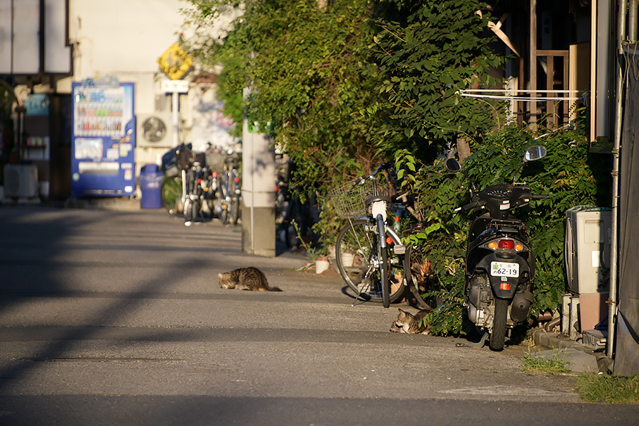 街のねこたち