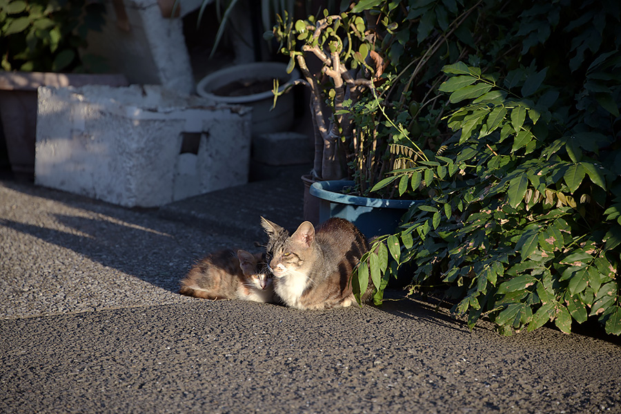 街のねこたち