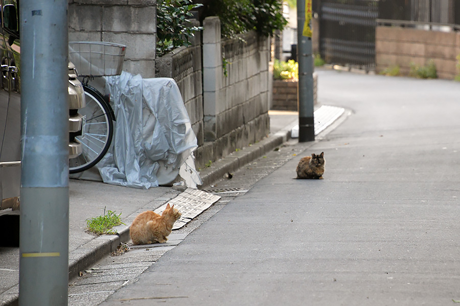 街のねこたち