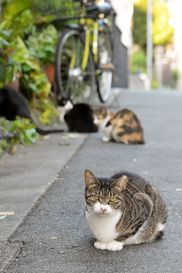 街のねこたち