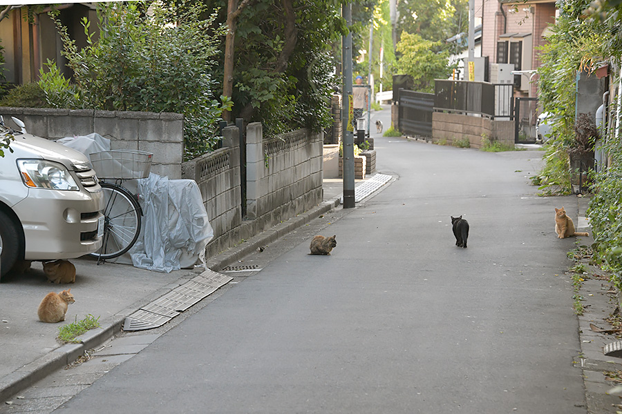 街のねこたち