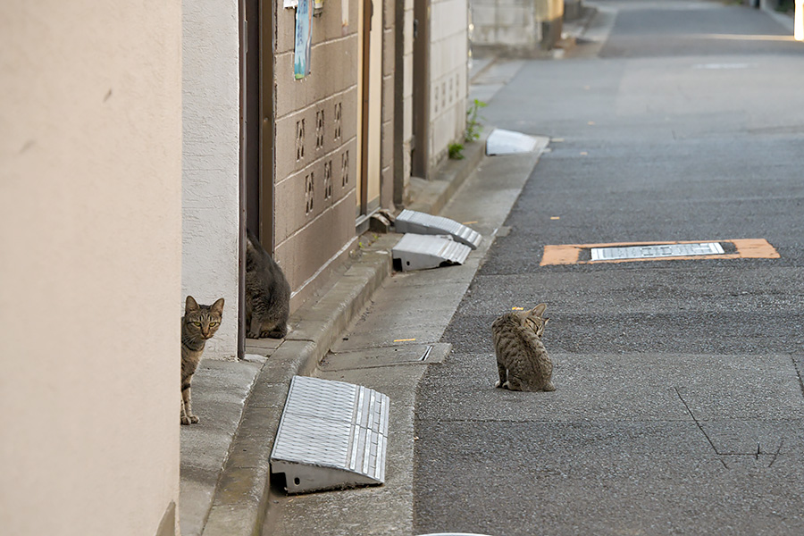 街のねこたち