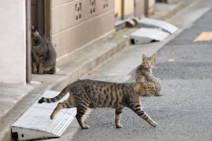 街のねこたち