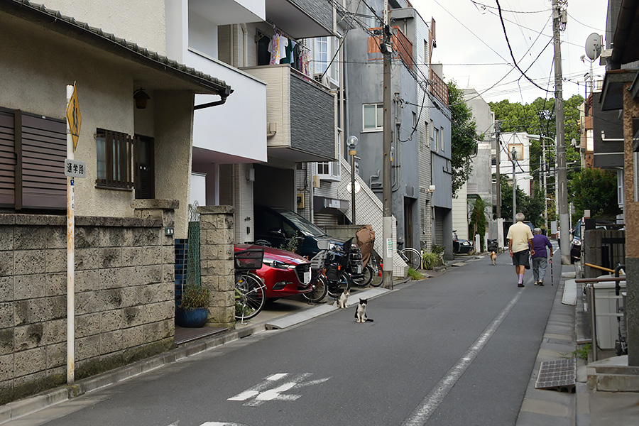 街のねこたち