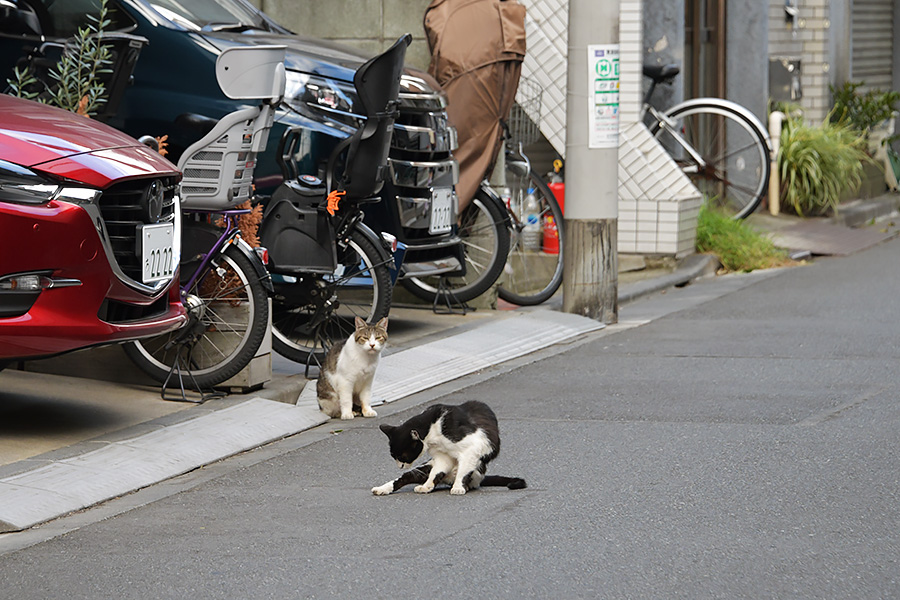 街のねこたち