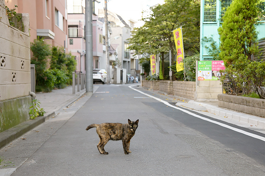 街のねこたち