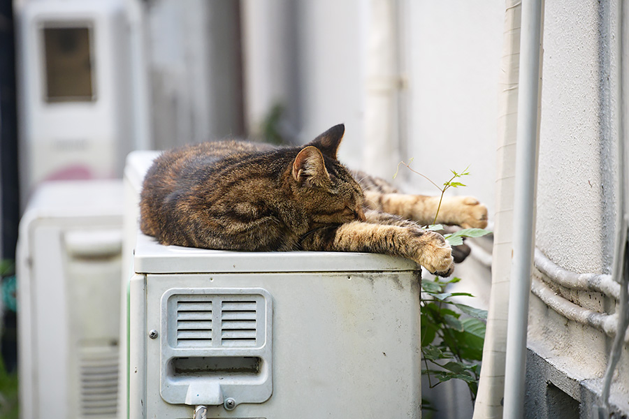 街のねこたち