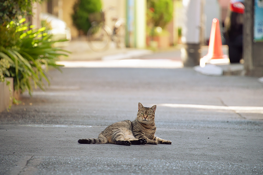 街のねこたち