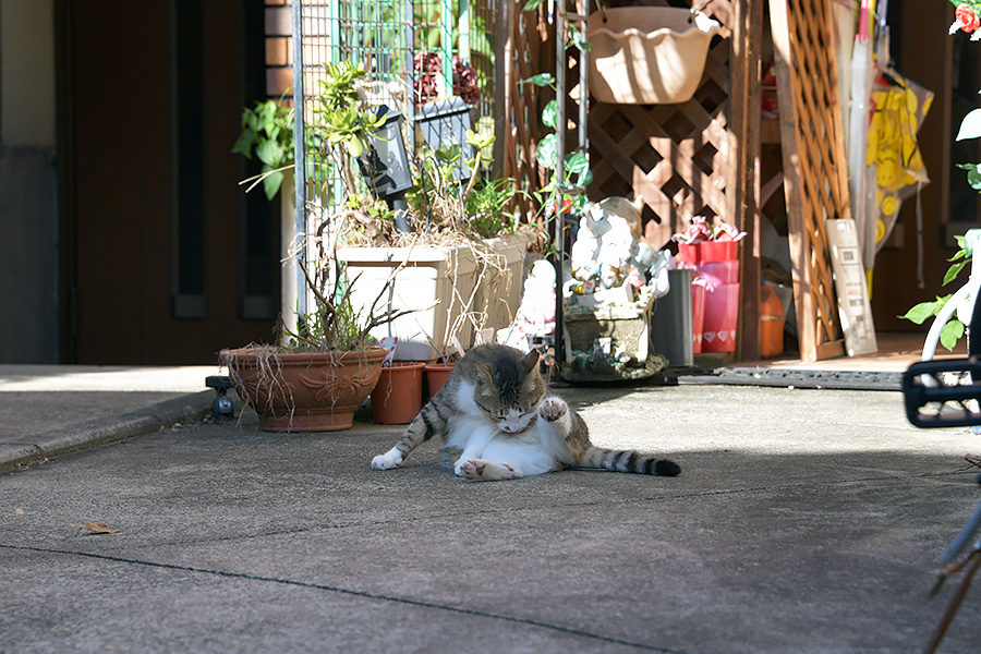 街のねこたち