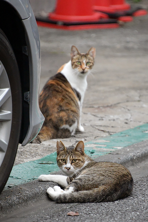 街のねこたち