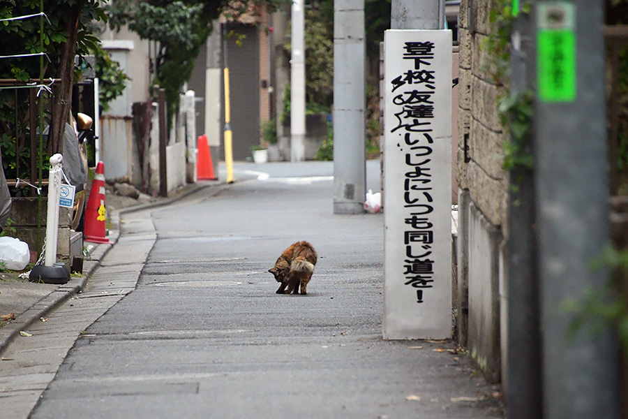 街のねこたち