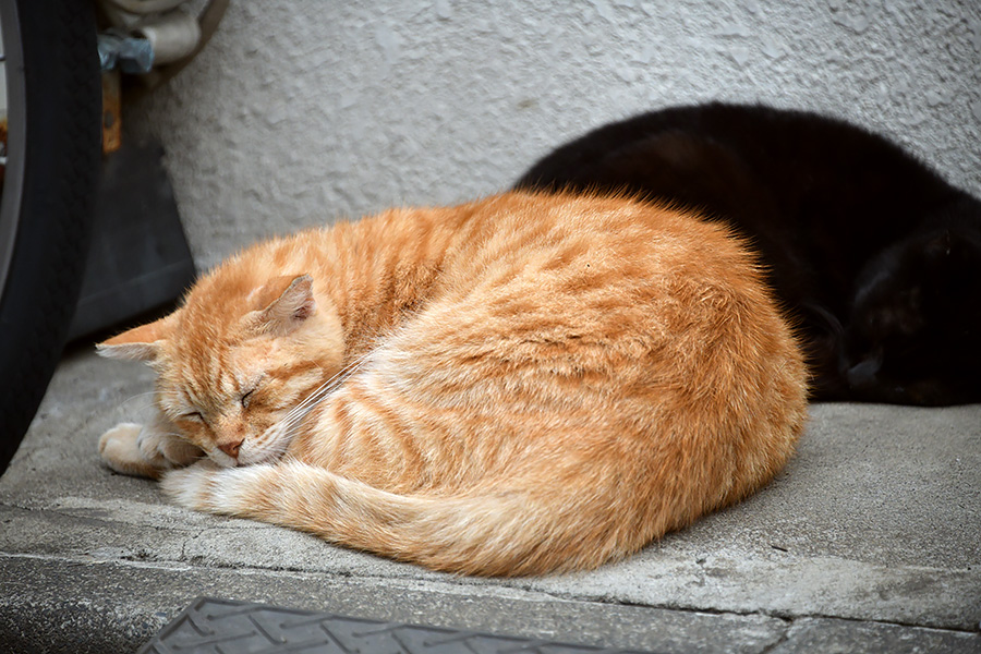 街のねこたち