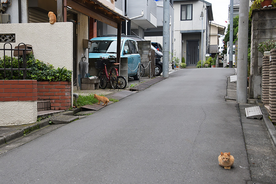 街のねこたち