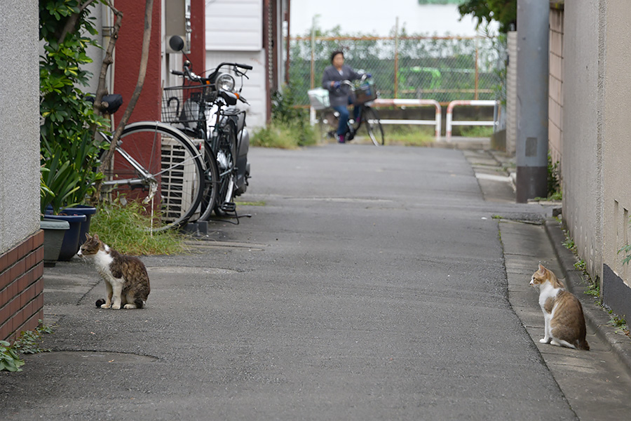 街のねこたち