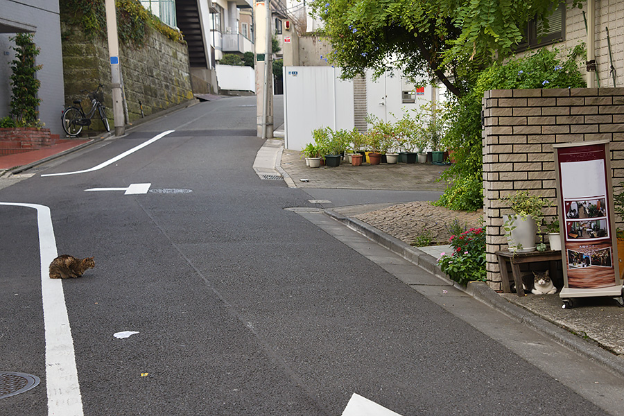 街のねこたち