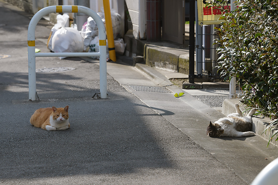 街のねこたち