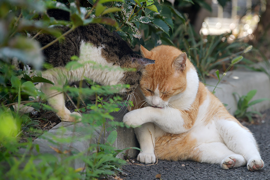 街のねこたち