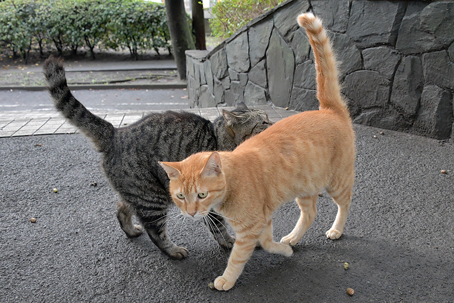 街のねこたち