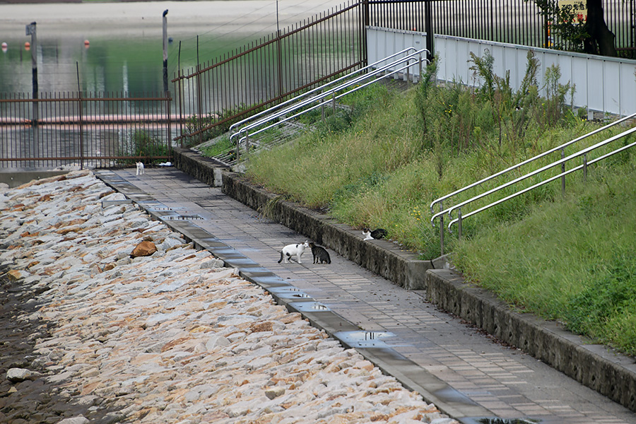 街のねこたち