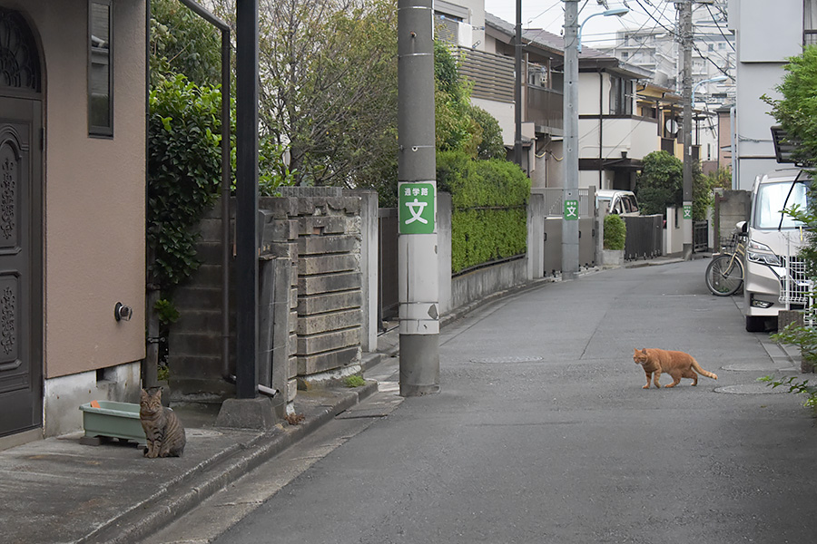 街のねこたち