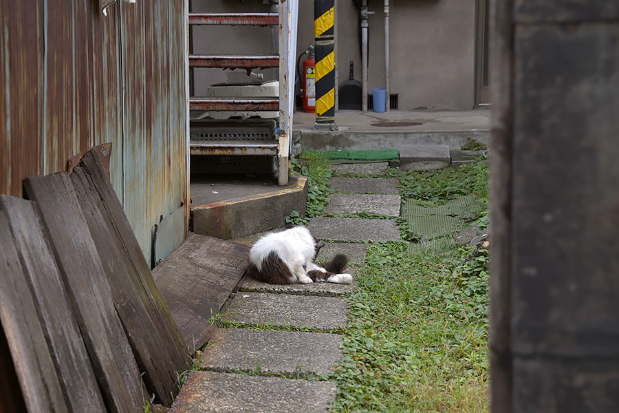 街のねこたち