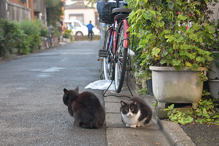 街のねこたち