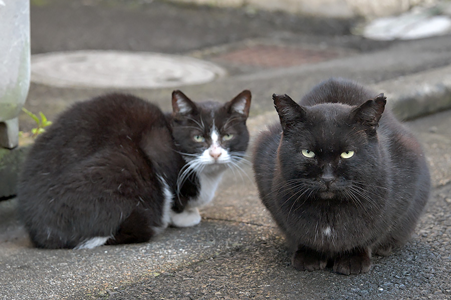 街のねこたち